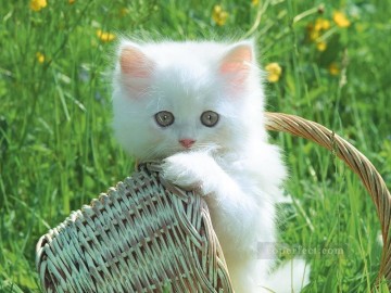 Chat œuvres - photo de bébé chat blanc